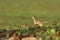 Female grey partridge in the field