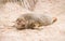 Female grey seal on a sandy beach, Horsey Gap, Norfolk, UK