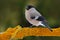 Female grey songbird Bullfinch sitting on yellow lichen branch, Sumava, Czech republic