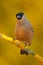 Female grey songbird with green and yellow clear background, evening light Yellow lichen branch, autumn Europe. Bullfinch, Pyrrhul