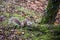 A female grey squirrel paused at the base of a tree