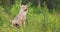 Female grey wolf sitting in heavy rain in the forest