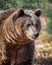 Female grizzly bear in early morning sun