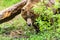 Female Grizzly Bear in Forest