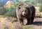 Female grizzly bear in her area looking for food