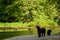 A female grizzly bear and her cute grizzly cub at the riverbank in Tweedsmuir South Provincial Park