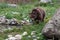 Female Grizzly Bear Walking in Grass