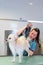 Female groomer blow-drying a white Pomeranian hair in a grooming dog salon