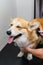 A female groomer combs out the hair of a young corgi dog