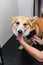 A female groomer combs out the hair of a young corgi dog