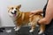 A female groomer combs out the hair of a young corgi dog