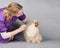 A female groomer combs a pedigreed Pomeranian pomeranian after a haircut on gray combs