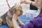 A female groomer combs a Yorkshire terrier on an animal table