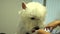 Female groomer dries west highland white terrier dog hair with hair dryer