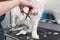 A female groomer erases a Samoyed dog with scissors. A big dog in a barber shop