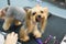 Female groomer haircut yorkshire terrier on the table for grooming in the beauty salon for dogs. Toned image. process of