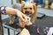 Female groomer haircut yorkshire terrier on the table for grooming in the beauty salon for dogs. Toned image. process of