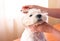 Female groomer hand brushing white dog