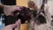 A female groomer paints the fur of a small beaver York dog in a groomer salon.