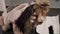 A female groomer paints the fur of a small beaver York dog in a groomer salon.