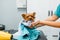 Female groomer wipes cute little dog with a towel