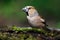 The female grosbeak is a passerine bird in the finch family Fringillidae