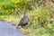 A female grouse at Paradise in Mt. Rainier National Park