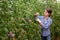 Female grower checking crop of blue tomatoes in greenhouse