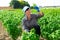 Female grower inspecting basil plants on vegetable plantation