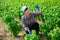 Female grower inspecting basil plants on vegetable plantation