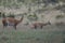 Female guanaco Lama guanicoe with its cub.