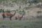 Female guanaco Lama guanicoe with its cub.