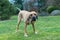 Female of guardian dog Fila Brasileiro, Brazilian Mastiff