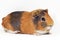 Female guinea pig isolated over white background