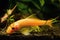 Female of Gyrinocheilus aymonieri sp., freshwater orange algae eater, popular ornamental cypriniform fish