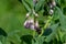 Female Hairy-footed flower bee flying from flower to flower of the common or wild comfrey flower