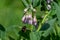 Female Hairy-footed flower bee flying from flower to flower of the common or wild comfrey flower