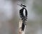 Female Hairy Woodpecker