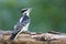 Female Hairy Woodpecker