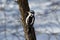 Female Hairy Woodpecker.