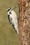 Female Hairy Woodpecker (Picoides villosus)