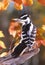 A female Hairy Woodpecker poses on a fall day