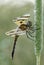 Female Halloween pennant dragonfly