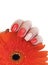 Female hand beautiful manicure elegance closeup feminine gerbera flower