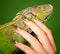 Female hand with beautiful manicure touching a iguana