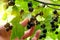 Female hand breaks a ripe black currant berries from the Bush,