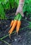 Female hand with a bunch of carrots with tops.