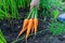 Female hand with a bunch of carrots with tops. Collecting carrots. Grow carrots yourself