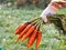 Female hand with bunches of Harvesting carrots with tops.Autumn harvest of carrots