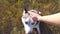 Female hand caress her siberian husky at field on sunset. Portrait of dog sitting on green grass at meadow and enjoy